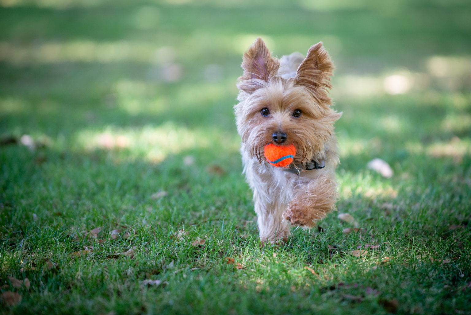 Fetch at the Dog Park