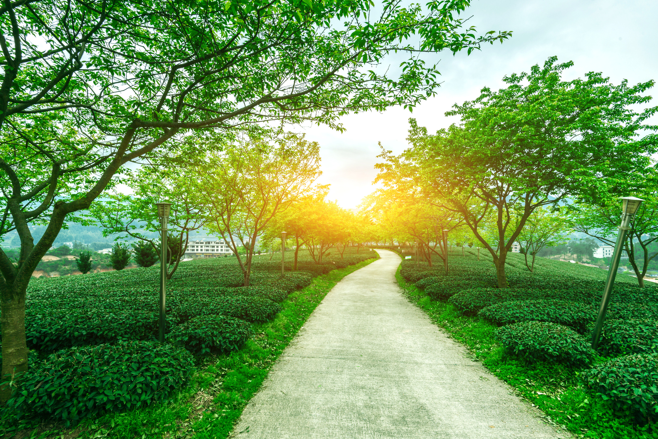 Tea Garden Road Trail